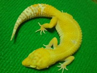 Gecko Leopardo | Tremper Hybino
